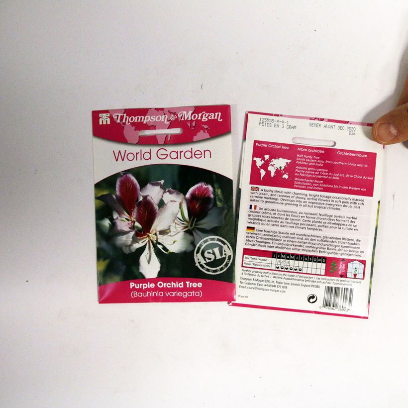 Voorbeeld van een exemplaar van Bauhinia variegata (zaad) - Orchideeboom het zakje met 5 zaden zoals geleverd