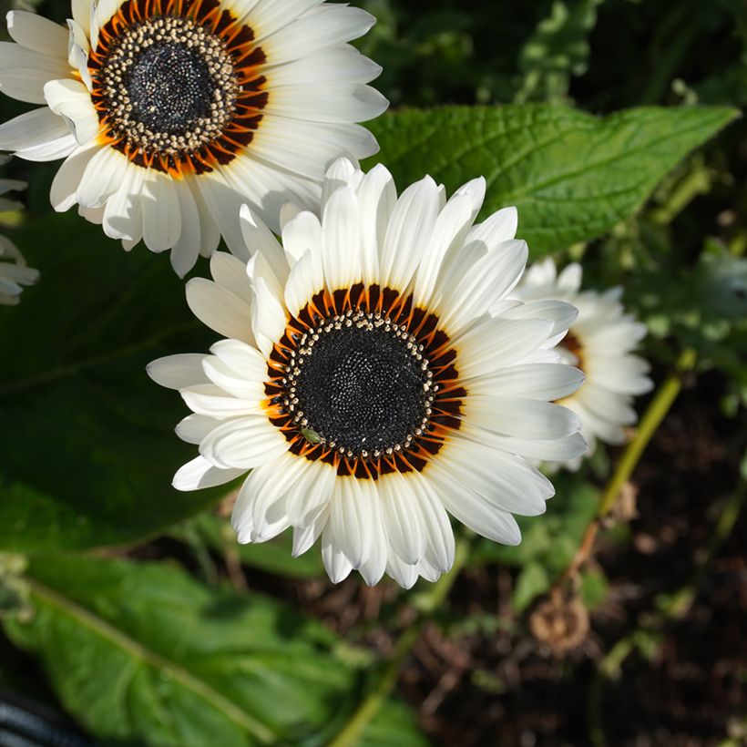 Venidium fastuosum Black and White (zaad) - Afrikaanse goudsbloem (Bloei)