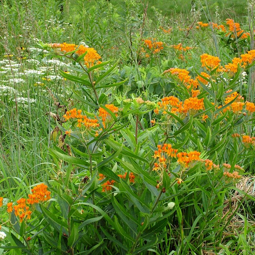 Asclepias tuberosa (zaad) - Knolzijdeplant (Groeiplaats)