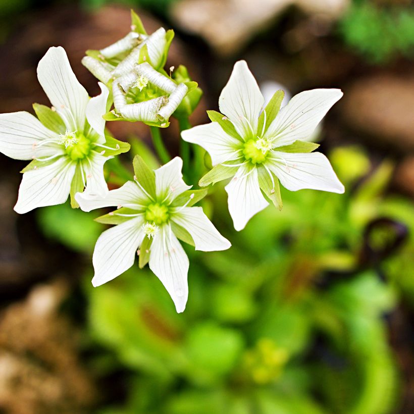 Dionaea muscipula (zaad) - Venusvliegenvanger (Bloei)