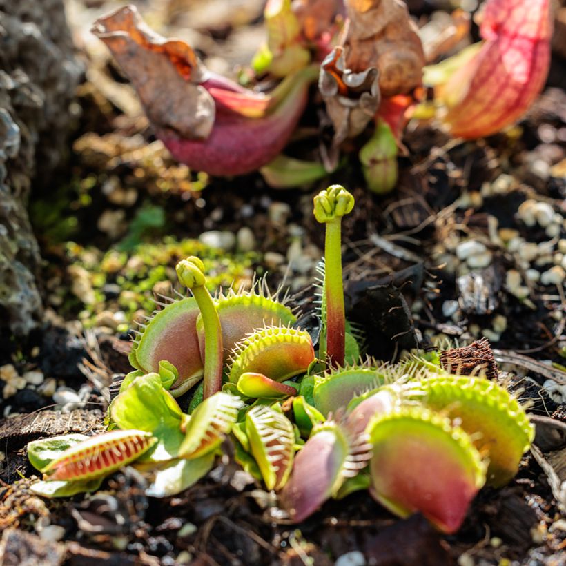 Dionaea muscipula (zaad) - Venusvliegenvanger (Groeiplaats)