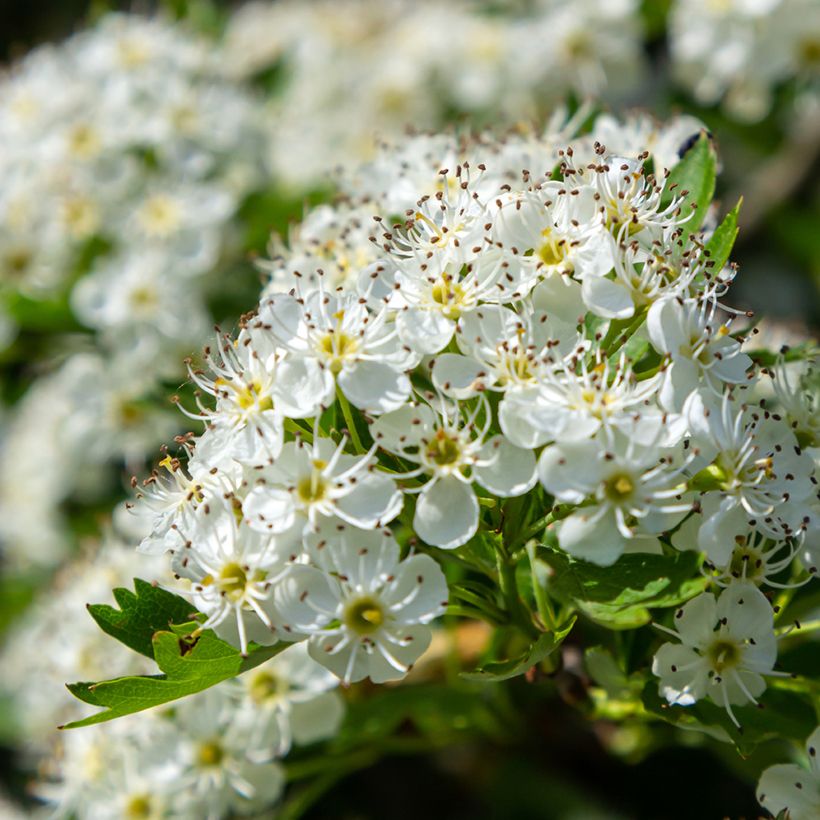 Crataegus monogyna (zaad) - Eenstijlige meidoorn (Bloei)