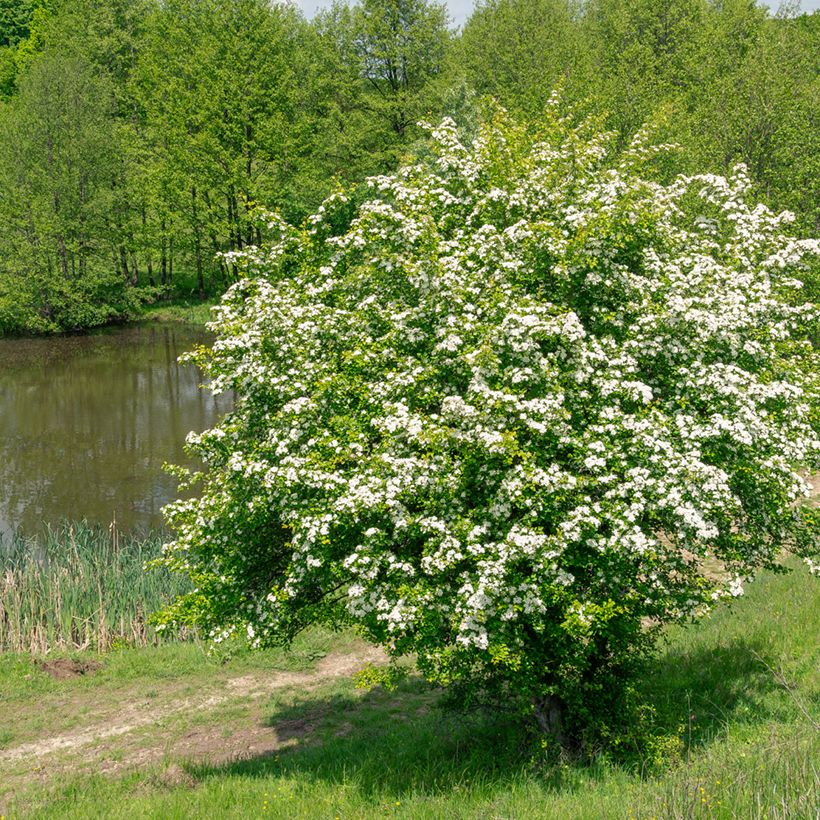 Crataegus monogyna (zaad) - Eenstijlige meidoorn (Groeiplaats)