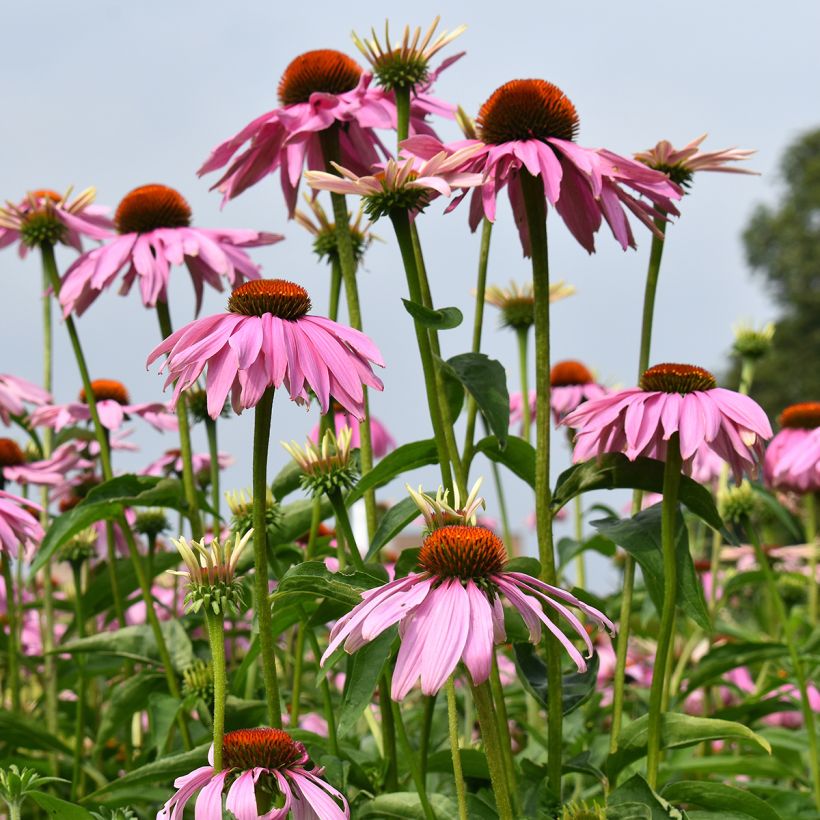 Echinacea purpurea Magnus (zaad) - Rode zonnehoed (Groeiplaats)