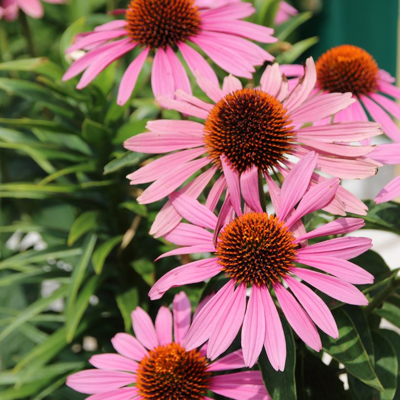 Echinacea purpurea Magnus (zaad) - Rode zonnehoed (Bloei)