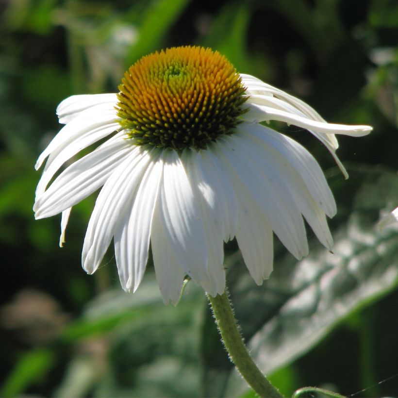Echinacea purpurea White Swan (zaad) - Rode zonnehoed (Bloei)