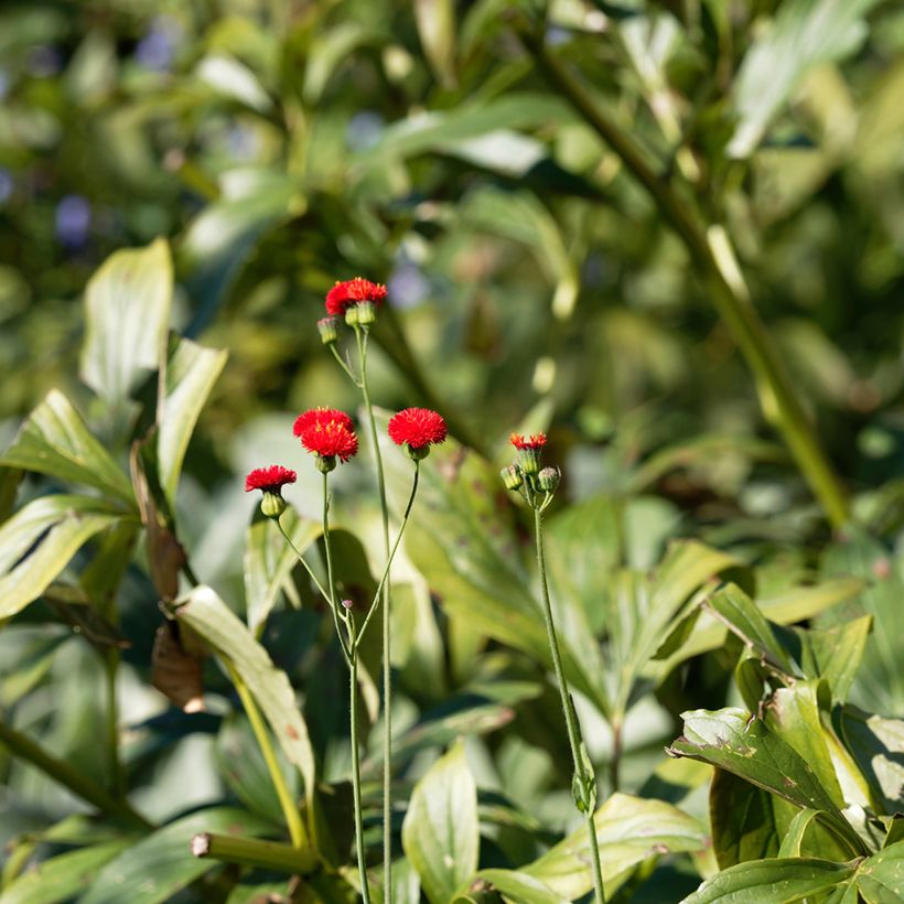 Emilia coccinea Scarlet Magic (zaad) - Kwastjesbloem (Blad)
