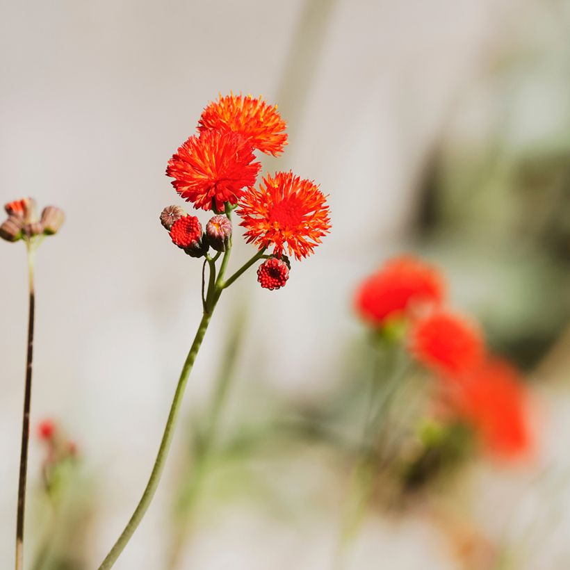 Emilia coccinea Scarlet Magic (zaad) - Kwastjesbloem (Bloei)
