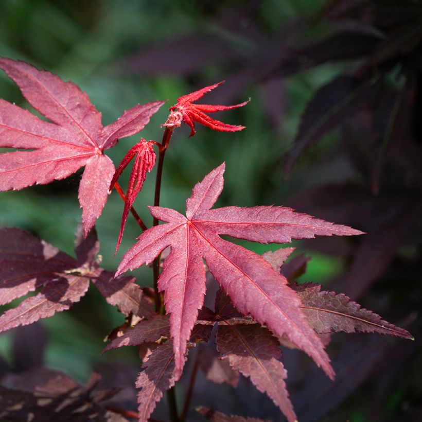 Acer palmatum Atropurpureum (zaad) - Japanse esdoorn (Blad)