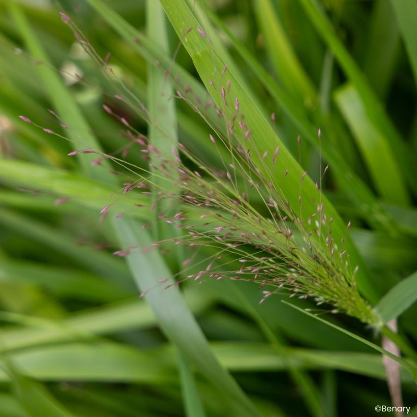 Eragrostis spectabilis Snuggy (zaad) - Liefdesgras (Bloei)
