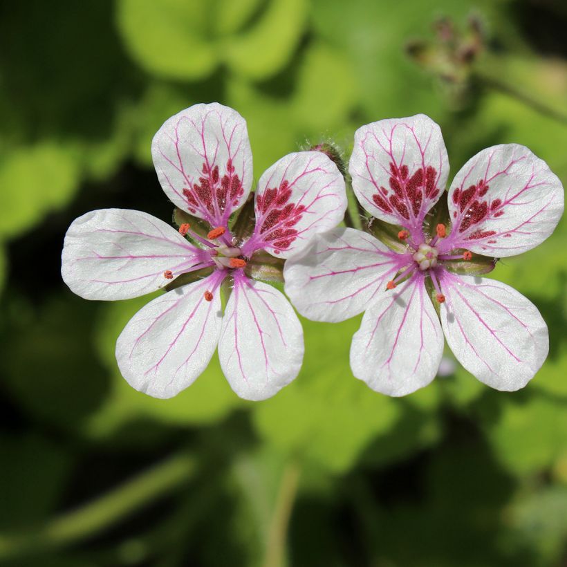 Erodium pelargoniflorum Sweetheart (zaad) - Reigersbek (Bloei)