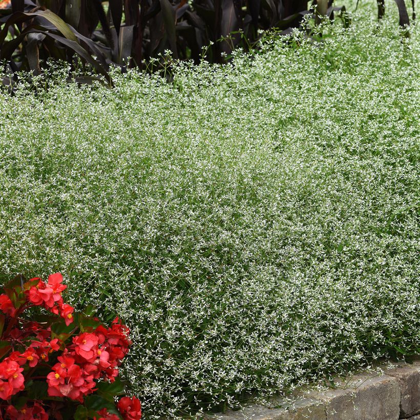 Euphorbia graminea Glamour (zaad) - Wolfsmelk (Groeiplaats)