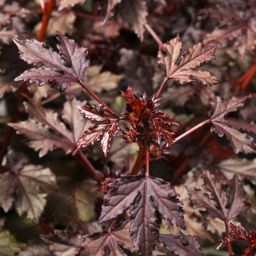 Hibiscus acetosella Mahogany Splendor (zaad) (Blad)