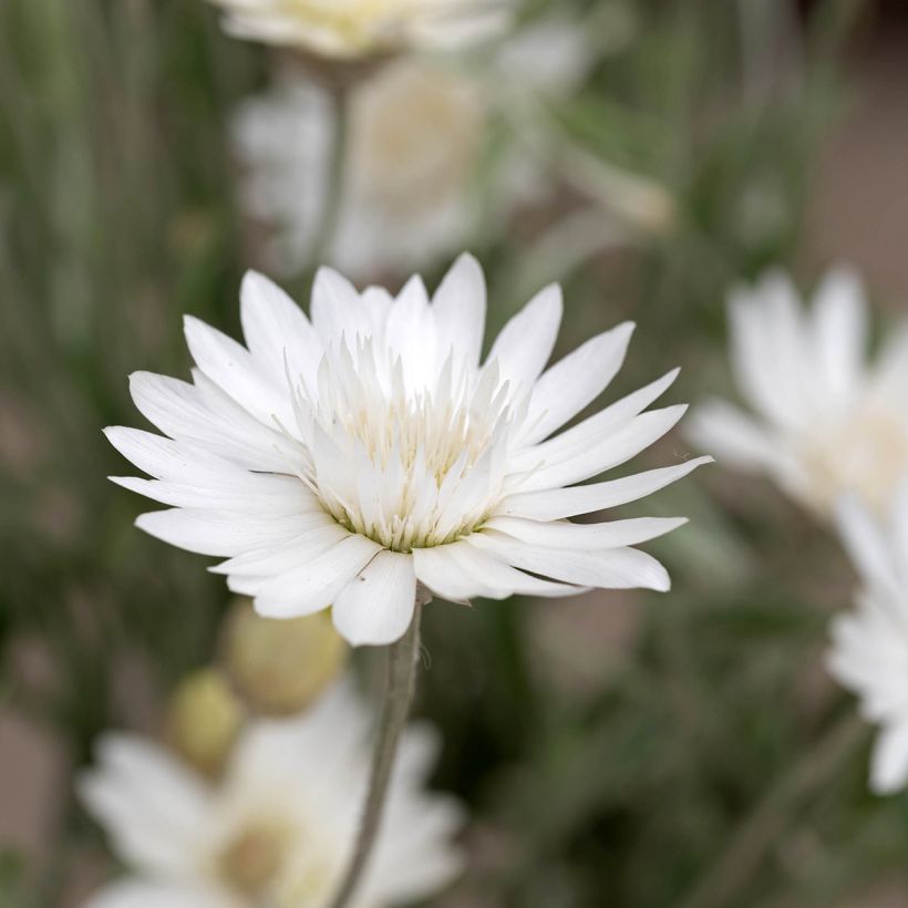 Papierbloem Superbissimum Album (zaad) - Xeranthemum annuum (Bloei)