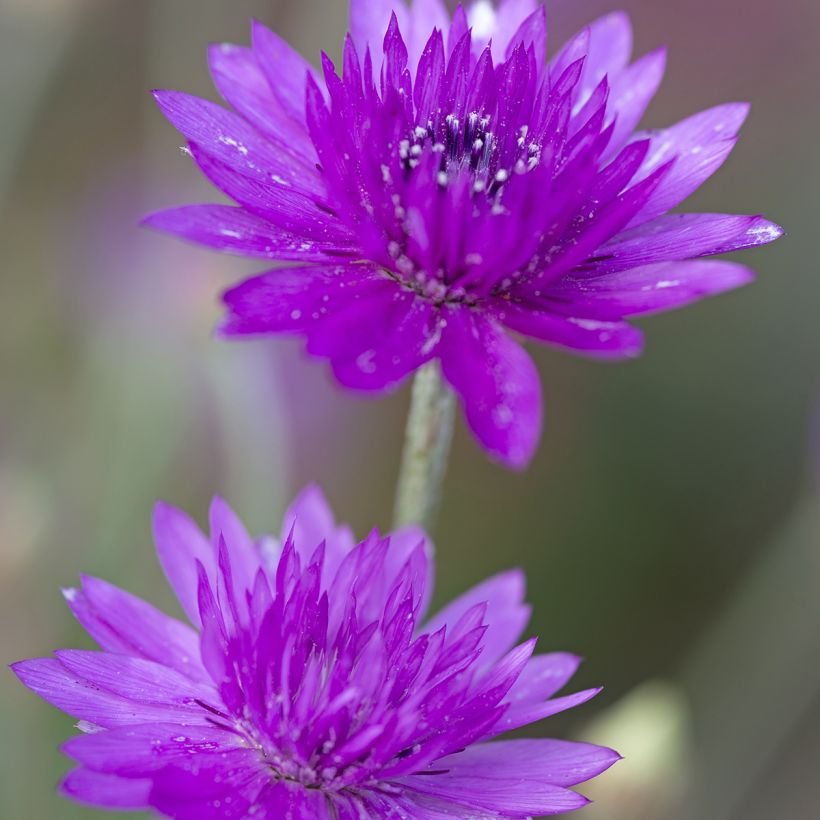 Papierbloem Superbissimum Purpureum (zaad) - Xeranthemum annuum (Bloei)