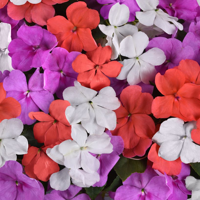 Impatiens walleriana Beacon F1 Pearl Island Mix (zaad) - Vlijtig liesje (Bloei)