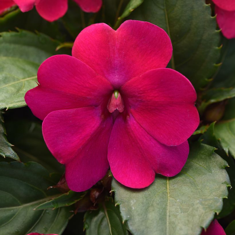 Impatiens Solarscape Magenta Bliss (zaad) - Vlijtig liesje (Bloei)