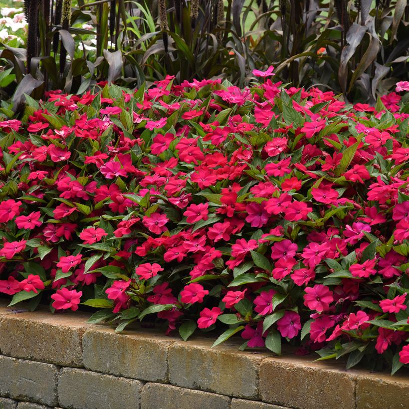 Impatiens Solarscape Magenta Bliss (zaad) - Vlijtig liesje (Groeiplaats)