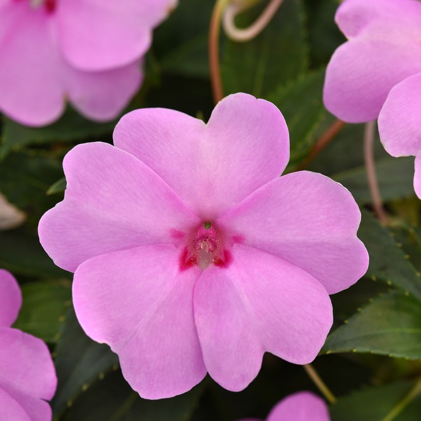 Impatiens Solarscape XL Lilac Spark (zaad) - Vlijtig liesje (Bloei)