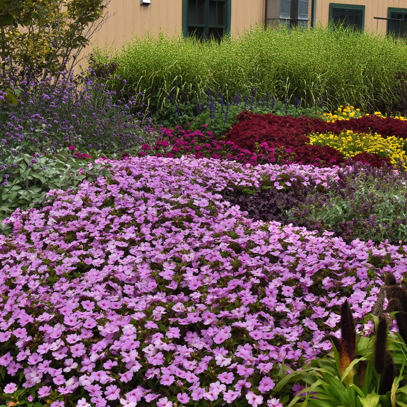 Impatiens Solarscape XL Lilac Spark (zaad) - Vlijtig liesje (Groeiplaats)