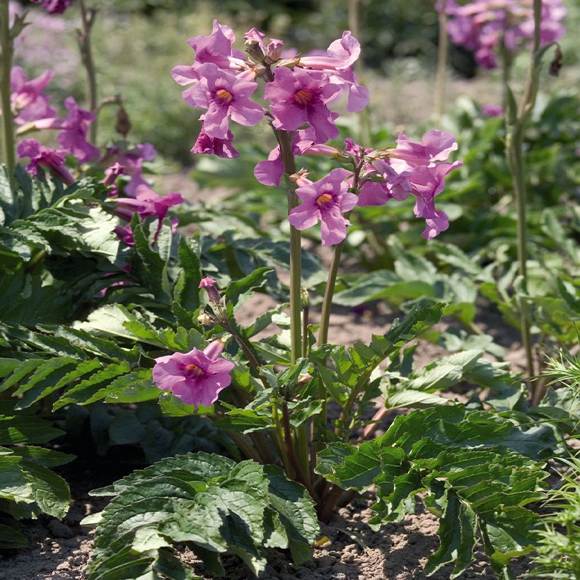 Incarvillea delavayi Deli Roze (zaad) - Trompetklokje (Groeiplaats)