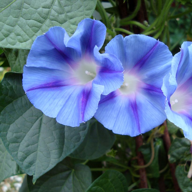 Ipomoea purpurea Dacapo Light Blue (zaad) - Klimmende winde (Bloei)