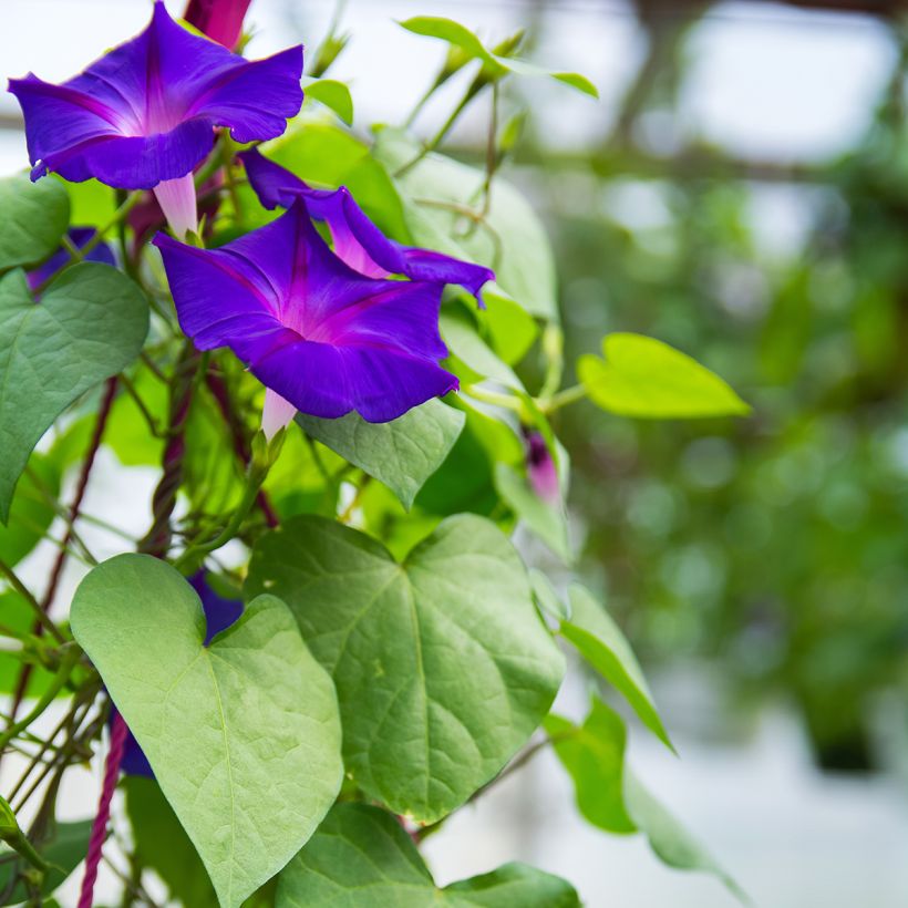 Ipomoea purpurea Grandpa Ott (zaad) - Klimmende winde (Blad)