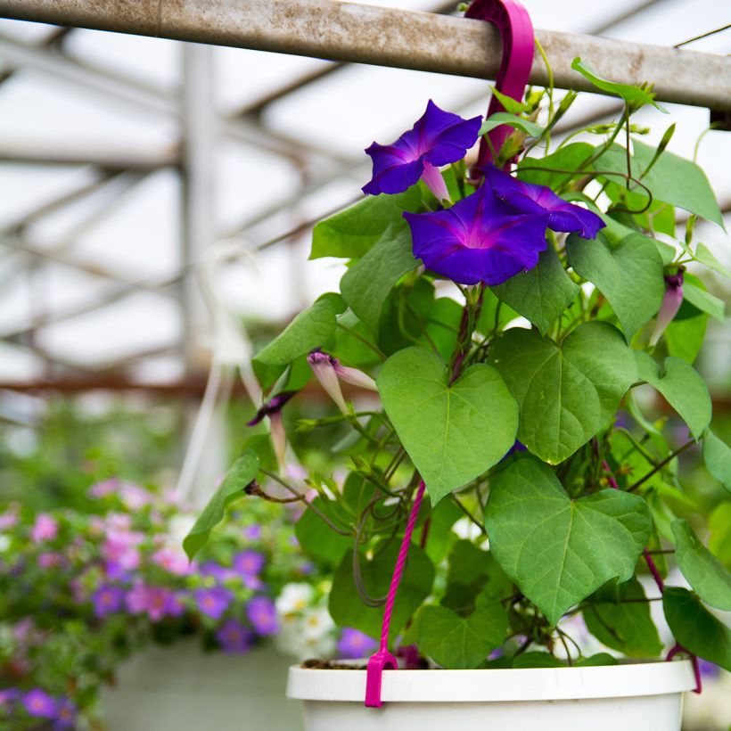 Ipomoea purpurea Grandpa Ott (zaad) - Klimmende winde (Groeiplaats)