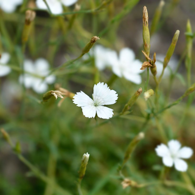 Dianthus deltoides Albus (zaad) - Steenanjer (Bloei)