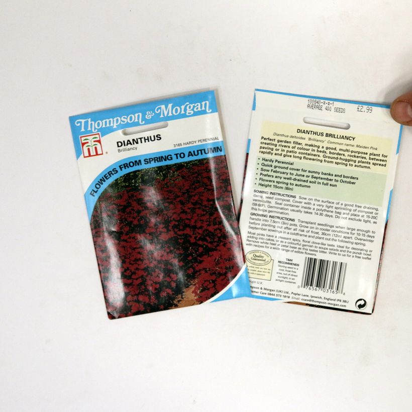 Voorbeeld van een exemplaar van Dianthus deltoides Brilliancy (zaad) - Steenanjer het zakje met 400 zaden zoals geleverd