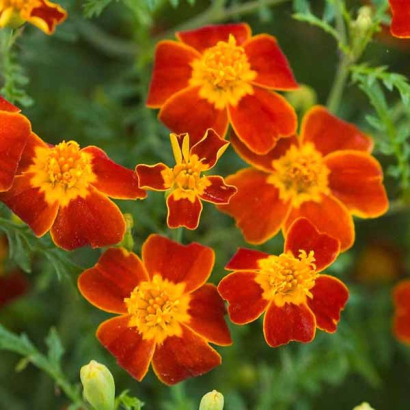 Citroenafrikaantje - Tagetes tenuifolia Paprika (zaad) (Bloei)