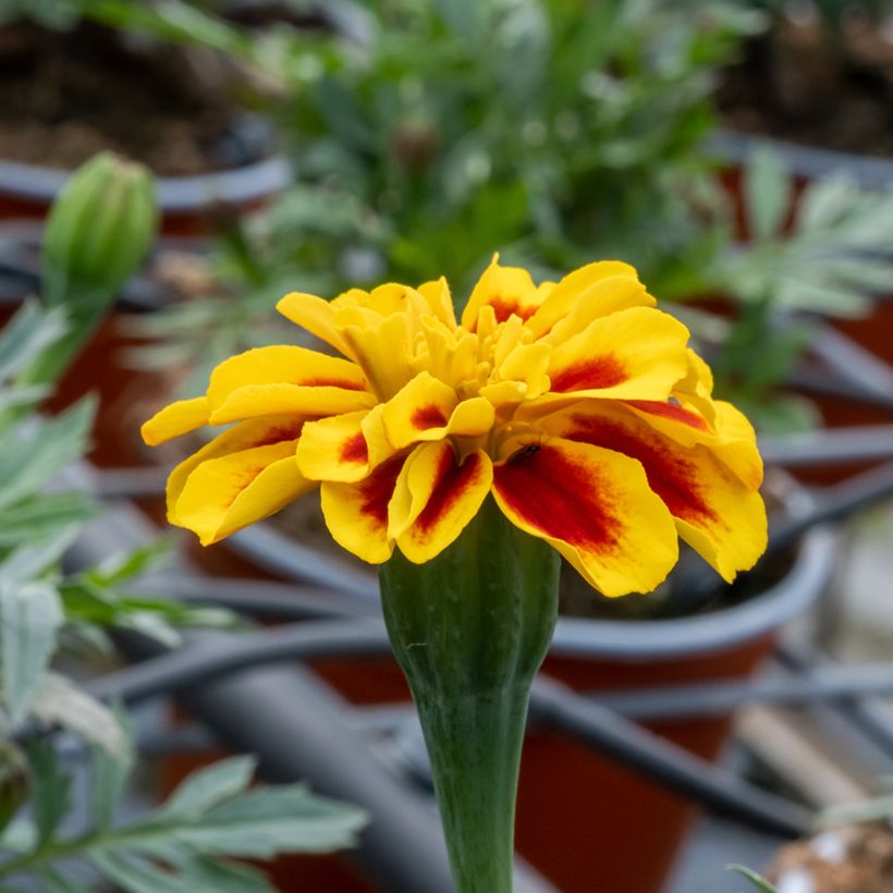 Afrikaantje - Tagetes patula Durango Bee (zaad) (Bloei)