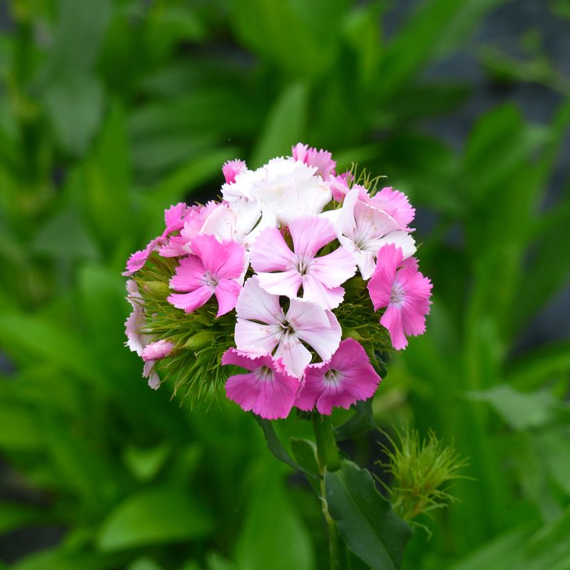 Duizendschoon Flora Pearl Appleblossom (zaad) - Dianthus barbatus (Bloei)