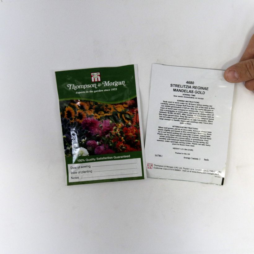 Voorbeeld van een exemplaar van Strelitzia reginae Mandela's Gold (zaad) - Paradijsvogelbloem het zakje met 3 zaden zoals geleverd