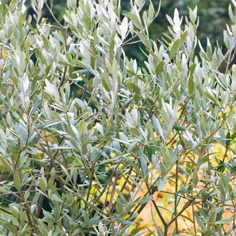 Olea europaea (zaad) - Olijfboom (Foliage)