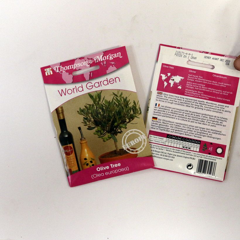 Example of Olea europaea (zaad) - Olijfboom het zakje met 25 zaden as you get