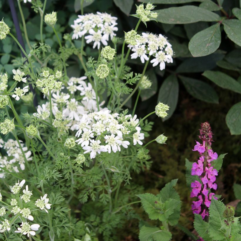 Orlaya grandiflora (zaad) - Straalscherm (Groeiplaats)