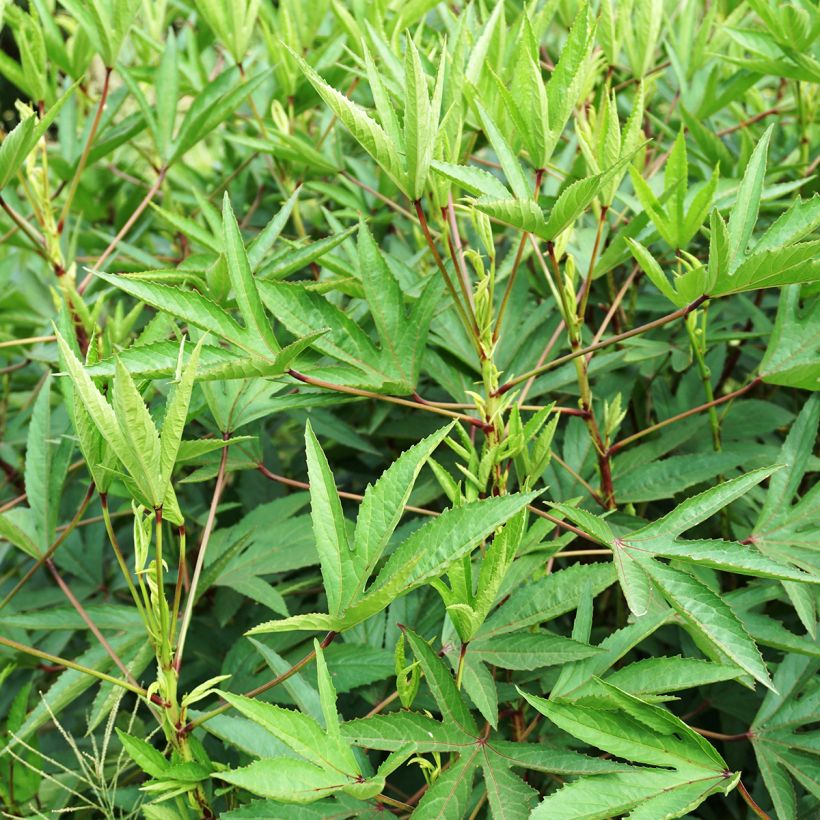 Roselle - Hibiscus sabdariffa (zaad) (Blad)