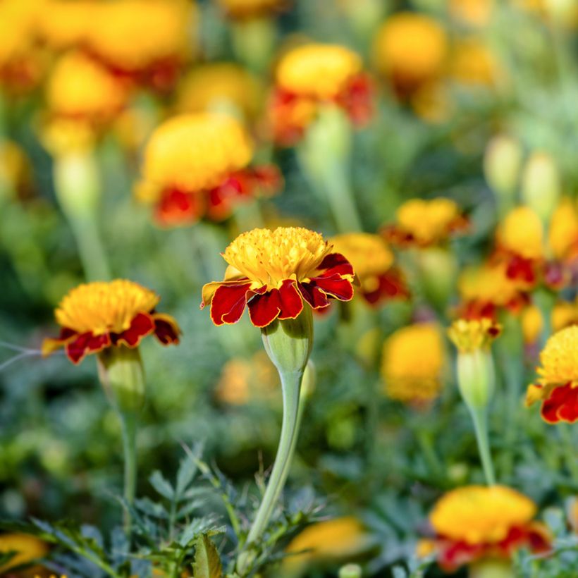 Afrikaantje - Tagetes patula Tiger Eyes (zaad) (Bloei)