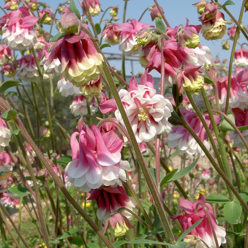 Akelei Pink Petticoat (zaad) - Aquilegia vulgaris (Bloei)