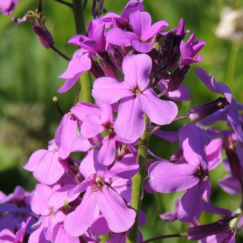 Hesperis matronalis (zaad) - Damastbloem (Bloei)