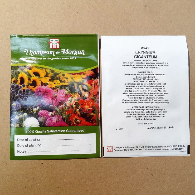 Voorbeeld van een exemplaar van Eryngium giganteum Miss Willmotts Ghost (zaad) - Ivoordistel het zakje met 30 zaden zoals geleverd