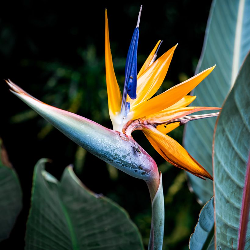 Strelitzia reginae Mandela's Gold (zaad) - Paradijsvogelbloem (Bloei)