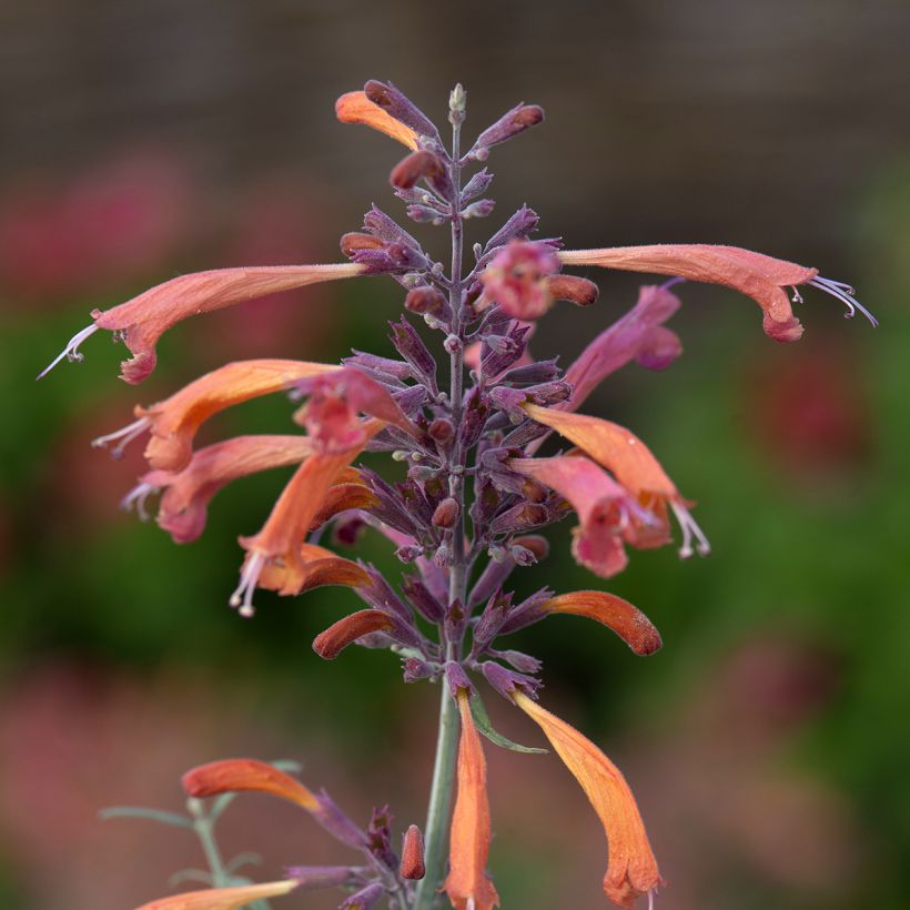 Agastache rupestris Apache Sunset (zaad) - Dropplant (Bloei)