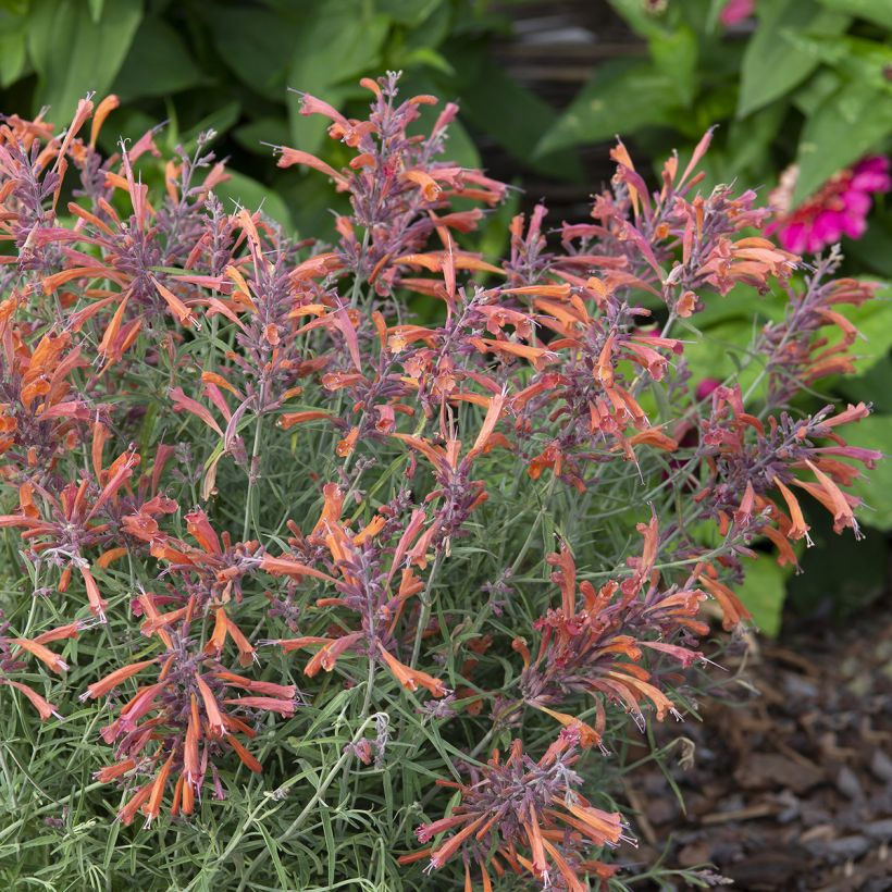 Agastache rupestris Apache Sunset (zaad) - Dropplant (Groeiplaats)