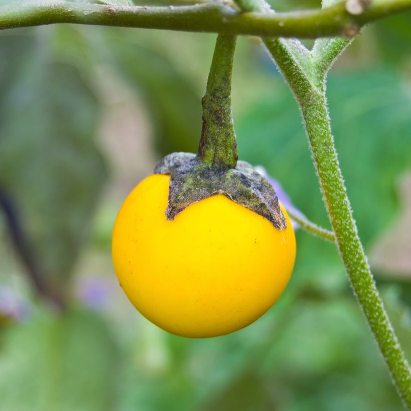 Aubergine Thai Yellow Egg (zaad) - Solanum melongena (Oogst)