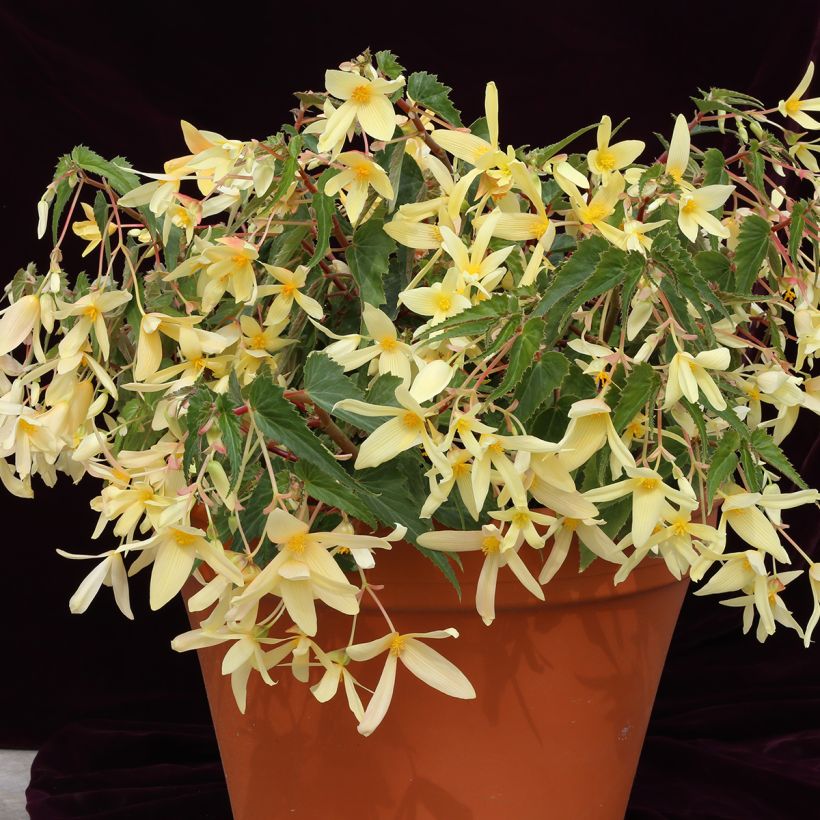 Begonia boliviensis Copacabana F1 Yellow (gecoate zaden) - Hangbegonia (Groeiplaats)