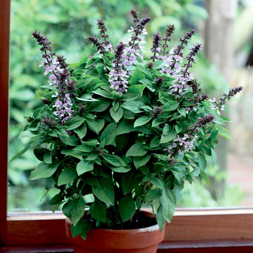 Basilicum Floral Spires (Groeiplaats)