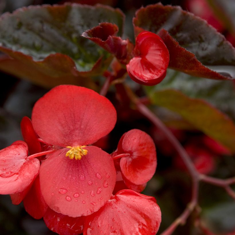 Begonia Big Red Bronze Leaf (zaad) - Perkbegonia (Bloei)
