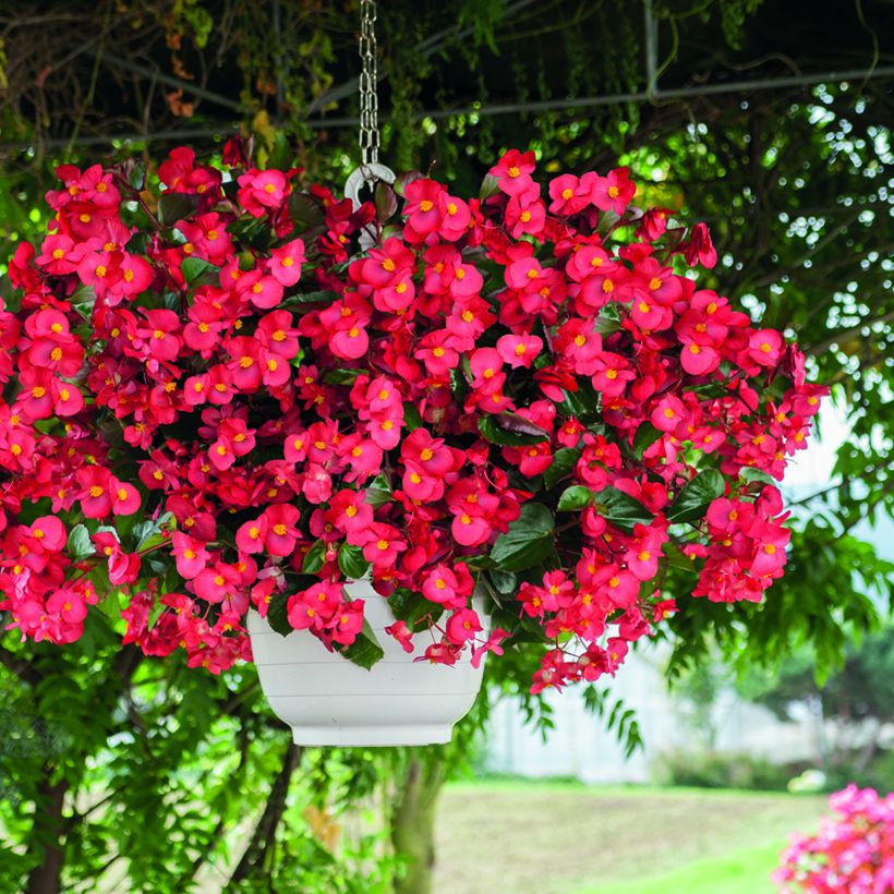 Begonia Big Red Bronze Leaf (zaad) - Perkbegonia (Groeiplaats)